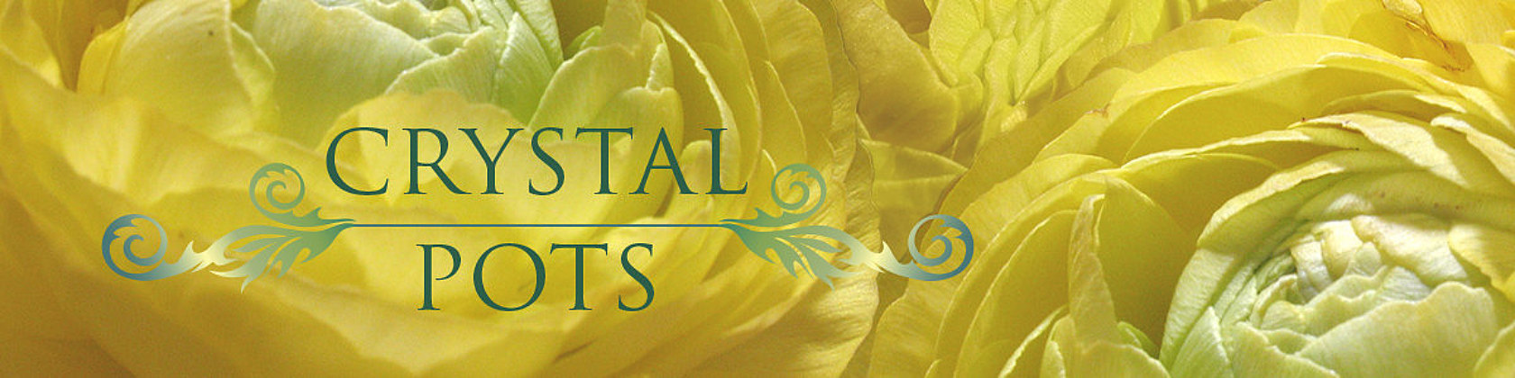 title CrystalPots on header background image of yellow ranunculi
